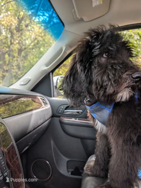 Scout – Bernedoodle puppy for sale in Pottsboro, TX