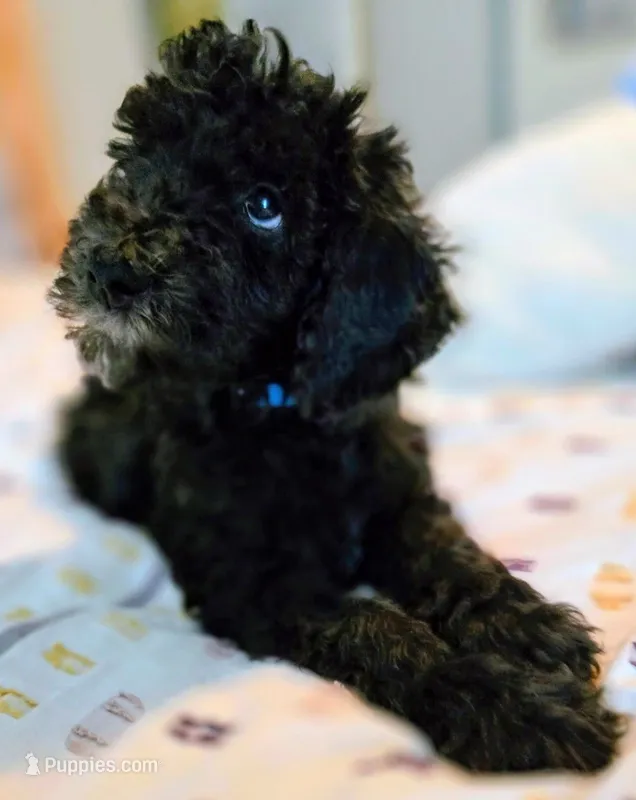Lil' Blue – Bernedoodle puppy for sale in Pottsboro, TX