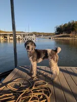 Arrow, a male Bernedoodle for sale in Sherman, TX – 4 of 4