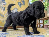Golden Boy aka Scout, a male Bernedoodle for sale in Sherman, TX – 4 of 10