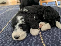 Laila, a female Bernedoodle for sale in Pottsboro, TX – 2 of 5