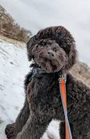 Goldie aka Scout, a male Bernedoodle for sale in Pottsboro, TX – 8 of 8