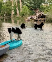 Norton (Lil' Greenie), a male Bernedoodle for sale in Sherman, TX – 4 of 7