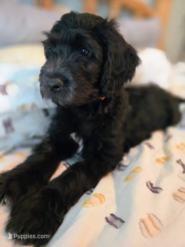 Neptune – Bernedoodle puppy for sale in Pottsboro, TX