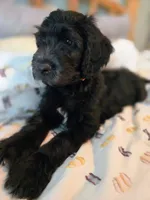 Neptune, a male Bernedoodle for sale in Pottsboro, TX – 1 of 8