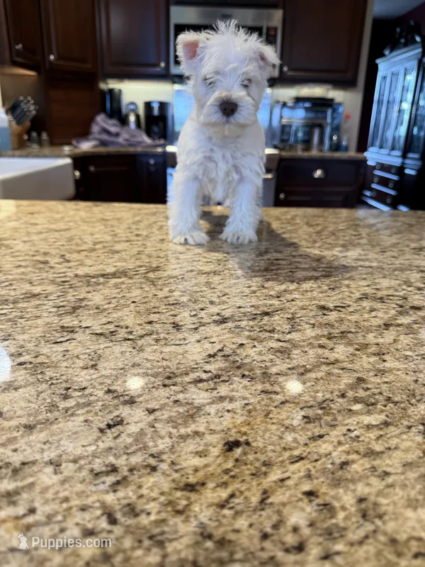 Whitey – Miniature Schnauzer puppy for sale in Cedar Falls, IA