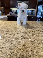 Whitey, a male Miniature Schnauzer for sale in Cedar Falls, IA – 1 of 4