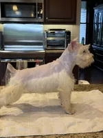 Whitey, a male Miniature Schnauzer for sale in Cedar Falls, IA – 2 of 4