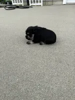 Sally, a female Miniature Schnauzer for sale in Cedar Falls, IA – 2 of 2