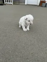 Whitey, a male Miniature Schnauzer for sale in Cedar Falls, IA – 2 of 2