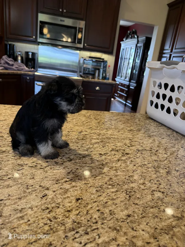 Sally – Miniature Schnauzer puppy for sale in Cedar Falls, IA