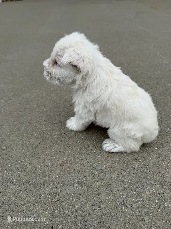 Whitey – Miniature Schnauzer puppy for sale in Cedar Falls, IA