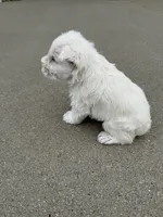 Whitey, a male Miniature Schnauzer for sale in Cedar Falls, IA – 1 of 2