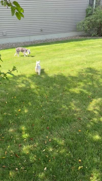Whitey, a male Miniature Schnauzer for sale in Cedar Falls, IA – 4 of 4