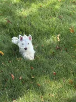 Whitey, a male Miniature Schnauzer for sale in Cedar Falls, IA – 3 of 4