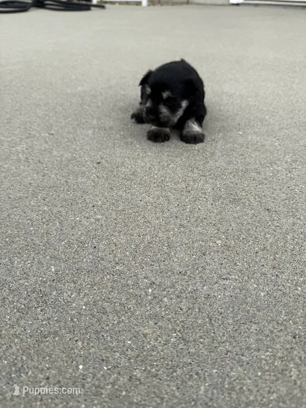 Sally – Miniature Schnauzer puppy for sale in Cedar Falls, IA