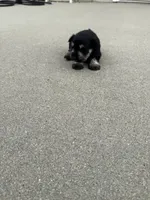 Sally, a female Miniature Schnauzer for sale in Cedar Falls, IA – 1 of 2