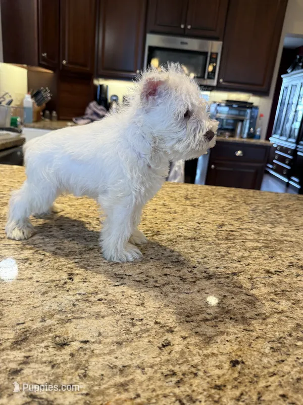 Whitey – Miniature Schnauzer puppy for sale in Cedar Falls, IA
