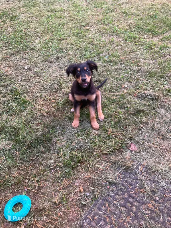 Scar  – Australian Cattle Dog, German Shepherd Dog puppy for sale in Chattanooga, TN