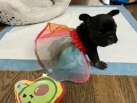 Sweet girl, a female French Bulldog for sale in Portland, OR – Photo 7 of 8