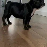 Sweet girl, a female French Bulldog for sale in Portland, OR – Photo 2 of 8