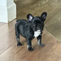 Sweet girl, a female French Bulldog for sale in Portland, OR – Photo 6 of 8