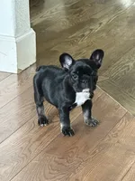 Sweet girl, a female French Bulldog for sale in Portland, OR – Photo 6 of 8