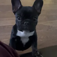 Sweet girl, a female French Bulldog for sale in Portland, OR – Photo 3 of 8