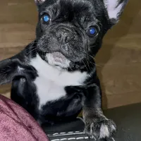 Sweet girl, a female French Bulldog for sale in Portland, OR – Photo 4 of 8