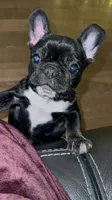 Sweet girl, a female French Bulldog for sale in Portland, OR – Photo 4 of 8