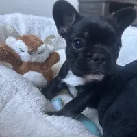 Sweet girl, a female French Bulldog for sale in Portland, OR – Photo 5 of 8