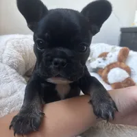 Sweet girl, a female French Bulldog for sale in Portland, OR – Photo 8 of 8