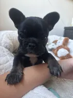 Sweet girl, a female French Bulldog for sale in Portland, OR – Photo 8 of 8