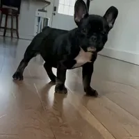 Sweet girl, a female French Bulldog for sale in Portland, OR – Photo 1 of 8