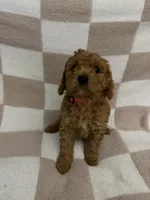Pink, a female Poodle - Miniature  for sale in Blytheville, AR – 4 of 4