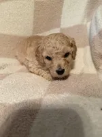 Boy 1, a male Poodle - Miniature  for sale in Arkansas, AR – Photo 1 of 2