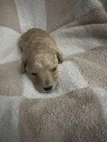 Boy 1, a male Poodle - Miniature  for sale in Arkansas, AR – Photo 2 of 2