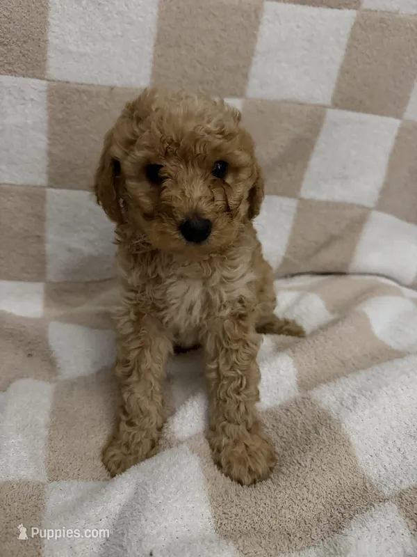 Boy 1 – Poodle - Miniature  puppy for sale in Arkansas, AR