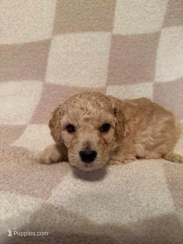 Boy 2 – Poodle - Miniature  puppy for sale in Arkansas, AR