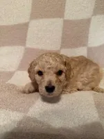 Boy 2, a male Poodle - Miniature  for sale in Arkansas, AR – Photo 1 of 2