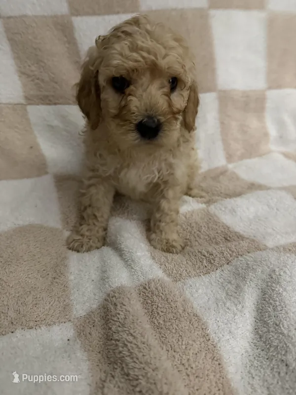 Boy 2 – Poodle - Miniature  puppy for sale in Arkansas, AR