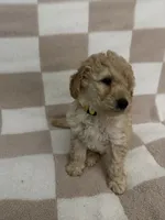 Yellow, a female Poodle - Miniature  for sale in Blytheville, AR – 2 of 3