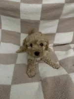 Blue, a male Poodle - Miniature  for sale in Blytheville, AR – 1 of 3
