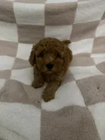 Red, a female Poodle - Miniature  for sale in Blytheville, AR – 1 of 2