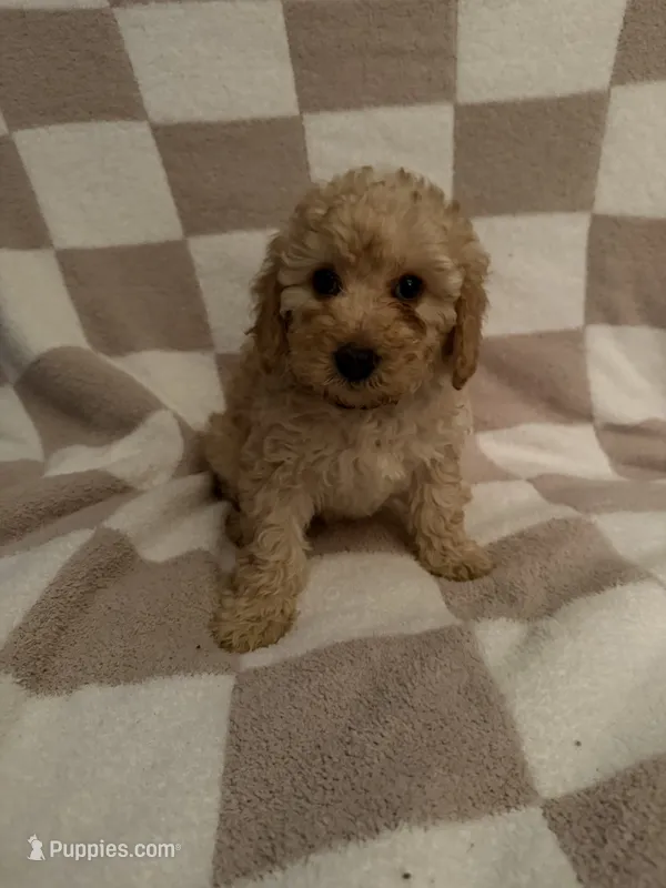 Purple – Poodle - Miniature  puppy for sale in Blytheville, AR