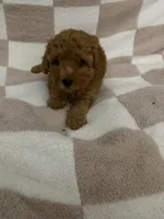 Red, a female Poodle - Miniature  for sale in Blytheville, AR – 2 of 2