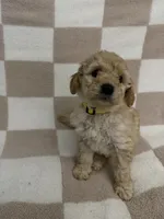 Yellow, a female Poodle - Miniature  for sale in Blytheville, AR – 3 of 3