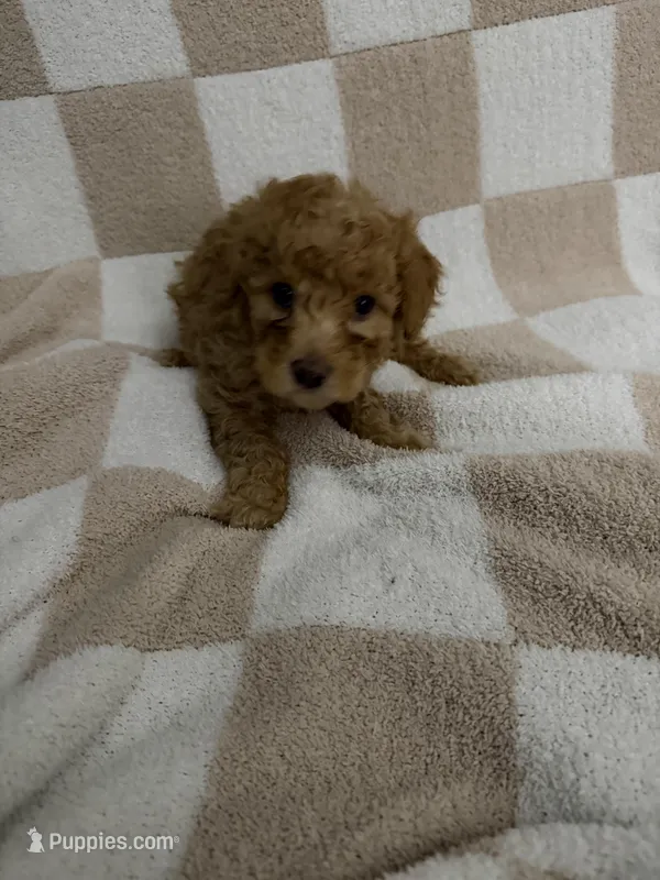 Girl 1 – Poodle - Miniature  puppy on hold in Arkansas, AR