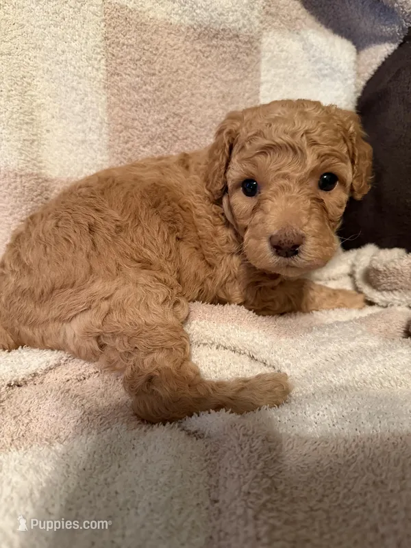 Girl 1 – Poodle - Miniature  puppy for sale in Arkansas, AR