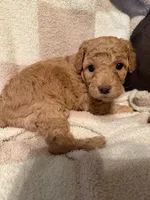 Girl 1, a female Poodle - Miniature  for sale in Arkansas, AR – Photo 1 of 2